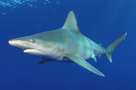 Shark Aquarium, Sand Tiger Shark, Sandbar Shark, Whale Pictures, Types Of Sharks, Shark Pictures, Shark Family, Monterey Bay Aquarium, Tiger Shark