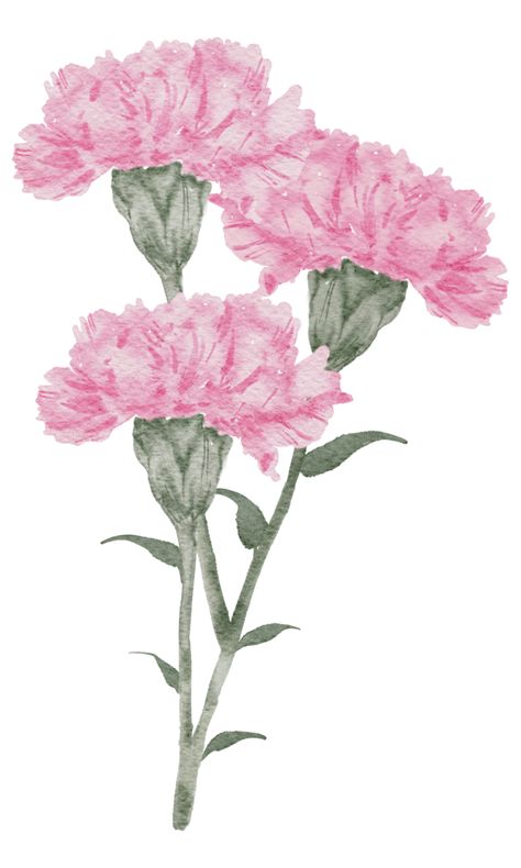 Carnation Flower Watercolor, Watercolor Carnation, Carnation Drawing, Flowers To Paint, Photos Of Flowers, Easy Flower Drawings, Painting Demo, Diy Watercolor Painting, Carnation Flower