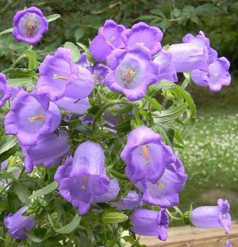 Plant database entry for Canterbury Bells (Campanula medium) with 72 images, 2 comments, and 45 data details. Purple Bell Flowers, Strange Flowers, Fairy Aesthetic, Cold Frame, Mothers Day Flowers, Garden Seeds, Plant Care, Backyard Garden, Purple Flowers