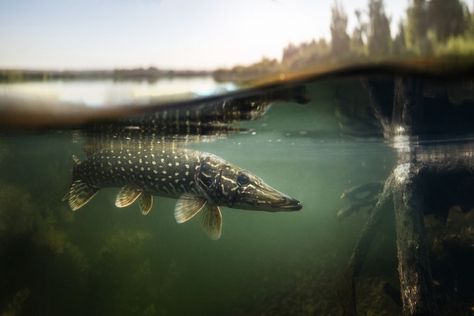 Northern Pike, Underwater Plants, Tuna Fishing, Different Fish, Cool Fish, Pike Fishing, Freshwater Fishing, Trout Fishing, Saltwater Fishing