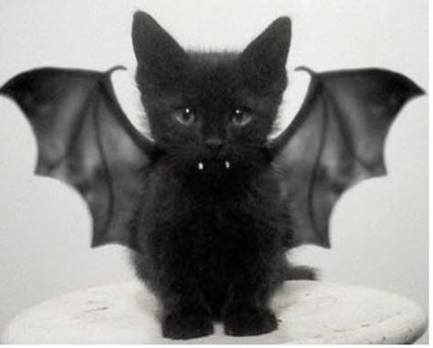 Vampire Cat, Black Kitten, Cat Icon, Cute Black Cats, Silly Animals, Cat Costumes, Pet Costumes, Cute Kittens, Silly Cats