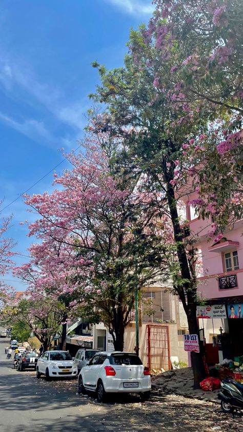 #bengaluru #spring #bangalore #pink #flowers #prettyinpink Bangalore Morning Snap, Bengaluru Snap, Banglore Places, Bangalore Pics, Shillong Aesthetic, Bangalore Morning, Bengaluru Aesthetic, Bangalore Snap, Pink Asthetics Photos