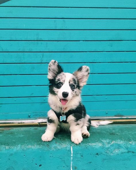 Blue Merle Corgi, Merle Corgi, Welsh Corgi Pembroke, Cute Corgi Puppy, Pembroke Welsh Corgi Puppies, Corgi Puppies, Collar Accessories, Welsh Corgi Puppies, Pitbull Puppy