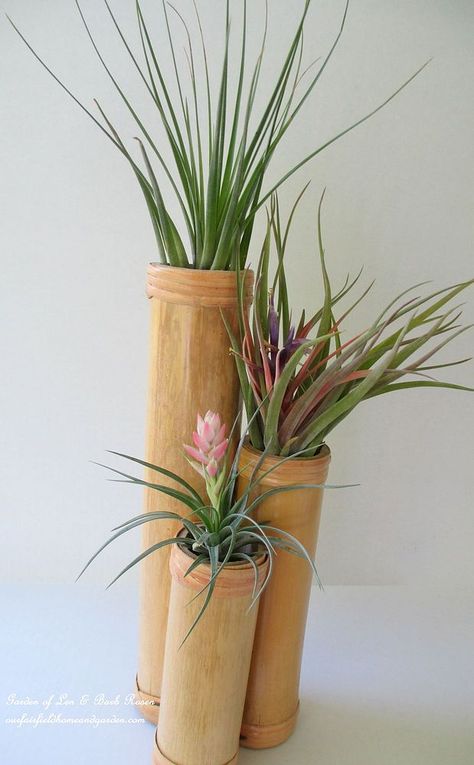 Get Creative With Air Plants! Bamboo Vase Ideas, Plant Palette, Bamboo Vase, Bamboo Diy, Bamboo Planter, Plant Accessories, Terrarium Ideas, Air Plants Care, Home Improvement Ideas