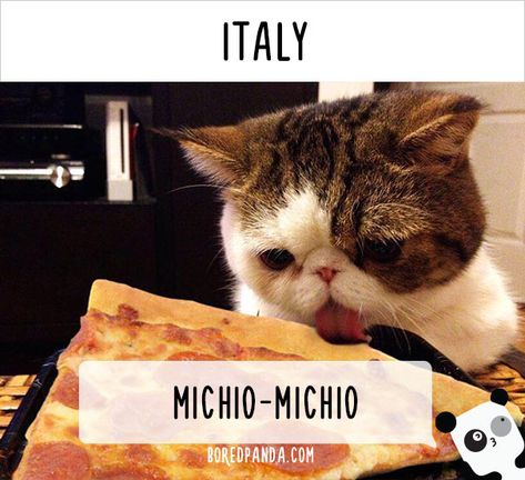 How People Call Cats In Italy Dieting Humor, Funny Diet Memes, Clean Funny Memes, Diet Funny, Diet Meme, Harry Shum Jr, Diet Humor, Fast Foods, Week Diet