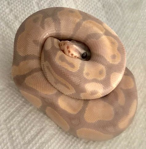 Pet Python, Snakes Pet, Snake Ball Python, Cute Animal Pfp, Snake Pets, Ball Python Pet, Ball Python Snake, Dream Snake, Animal Pfp