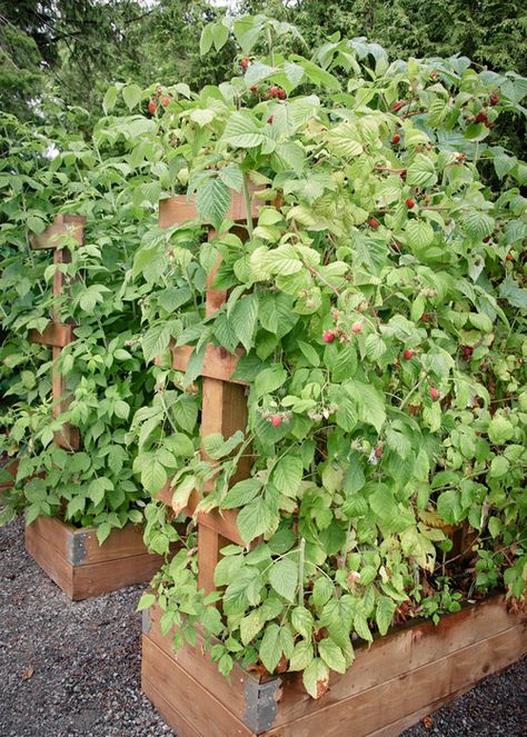 Raspberry Plants, Berry Garden, Urban Farm, Potager Garden, Raised Garden Beds Diy, Veg Garden, The Secret Garden, Home Vegetable Garden, Vegetable Garden Design