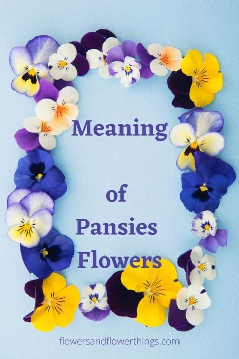 Find the meaning of pansies flowers and their symbolism. Pansies are widely grown in gardens, yards, flower beds as well as containers. They are some of the easiest flowers to grow even for people who are just beginning to grow flowers and plants. Many gardeners love them because of their charm and versatility. The blooms […] The post Meaning of Pansies Flowers Symbolism appeared first on . Pansy Table Centerpieces, Pansy Flowers Meaning, Pansy Wallpaper Iphone, Pictures Of Pansies, Pansy Flower Arrangements, Pansy Pots Ideas, Watercolor Pansy Tattoo, Pansys In Pots, Poppy Flower Pictures