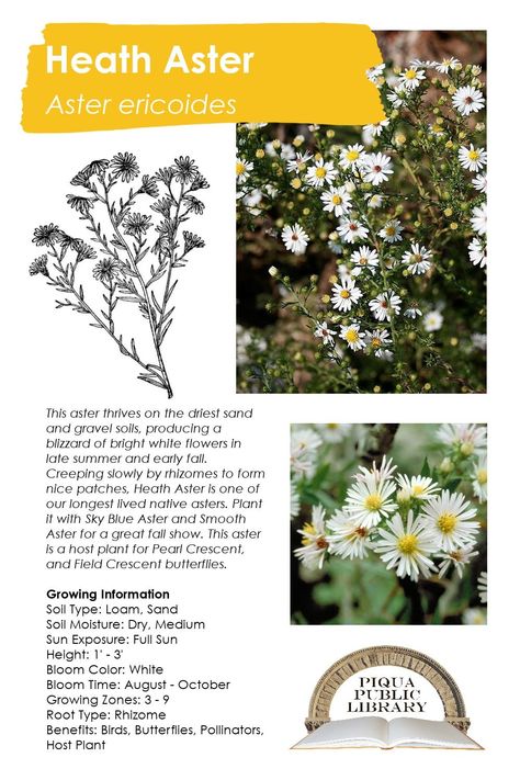 Week 17 of Native Plant of the Week will focus on Heath Aster (Aster ericoides). This aster thrives on the driest sand and gravel soils, producing a blizzard of bright white flowers in late summer - early fall. Creeping slowly by rhizomes to form nice patches, it is one of our longest lived native asters. Plant it with Sky Blue Aster and Smooth Aster for a great fall show. Pick up your free Heath Aster seeds at the Piqua Library beginning Mon. Dec. 14. 1-2 packets/person, while supplies last. Aster Ericoides, New England Aster, Fall Shows, Dry Sand, Sand And Gravel, Early Fall, Late Summer, Native Plants, Bright White