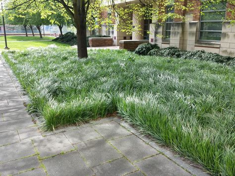 Liriope spicata Liriope Landscape, Horizontal Fence, Landscape Design Ideas, Ground Covers, Japanese Garden Design, Planting Design, Landscape Inspiration, Brick Pavers, City Garden