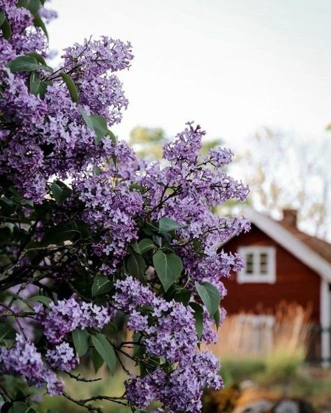 🌷🪻🪻🪻🪻🪻🪻🪻🪻🪻🪻🪻🪻🪻🪻🪻 Lavender Cottage, Rhubarb Jam, Lilac Tree, Farmhouse Garden, Country Farm, Edible Flowers, Flower Farm, Country Life, Farm Life