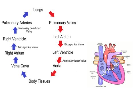 Flow Of Blood Through The Heart, Heart Blood Flow Diagram, Blood Circulation Diagram, Blood Flow Through The Heart, Heart Blood Flow, Cardiac Cath, Coronary Circulation, Nurse Bae, Heart Flow