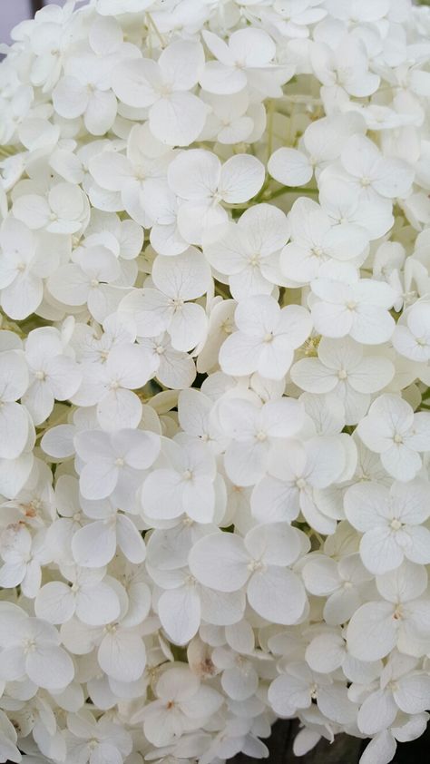 Dark Spring Aesthetic, White Color Aesthetic, White Phone Wallpaper, White Flowers Wallpaper, Flowers Wallpaper Iphone, Hydrangea Wallpaper, Wedding Veil Accessories, Pink Hydrangea, Aesthetic Desktop Wallpaper