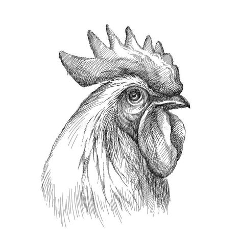 Head Profile, Chicken Drawing, Printmaking Projects, Chicken Images, Pencil Drawings For Beginners, Engraving Illustration, Pencil Drawings Easy, Basic Drawing, Chicken Art