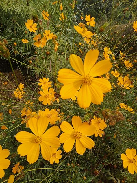 Orange cosmos Cosmos Flowers Drawing, Yellow Cosmos Flowers, Wild Cosmos, Orange Cosmos, Yellow Cosmos, Flowers Drawing, Cosmos Flowers, Wedding Aesthetic, Hozier