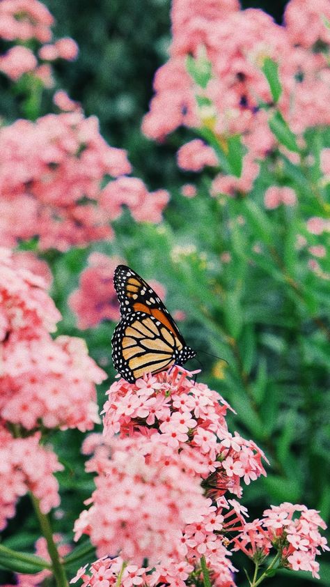 monarch butterfly perched on pink flower in close up photography during daytime photo – Free Animal Image on Unsplash Real Butterfly Wallpaper, Butterfly Garden Aesthetic, Frühling Wallpaper, Butterfly Images, Butterfly Pictures, Close Up Photography, Spring Wallpaper, No Rain, Attract Butterflies