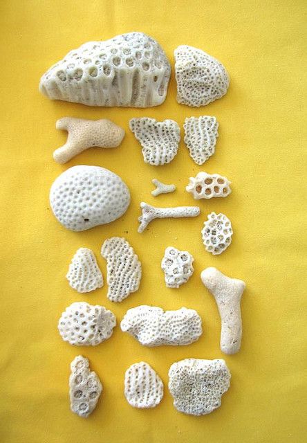 Natural coral Organic Pottery, Citizen Of The World, She Sells Seashells, Different Cultures, Nature Collection, Beach Crafts, Seashell Crafts, Make Friends, Beach Combing