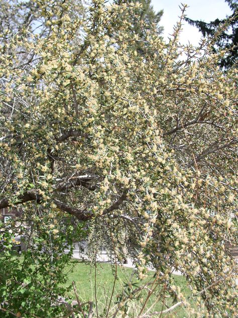 Blackfoot Native Plants flowering branches of Curl-leaf Mountain Mahogany Mountain Mahogany, Flowering Branches, House Landscape, Small Trees, Flowering Trees, Trees And Shrubs, Drought Tolerant, Native Plants, How To Dry Basil