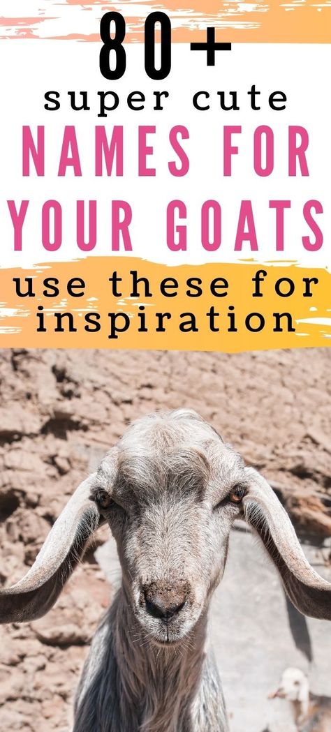 Goat Names List Of, Goat Names, 4h Goats, Sheep Names, Cute Animal Names, Goat Toys, Goat Health, Pygmy Goats, Old Man Names