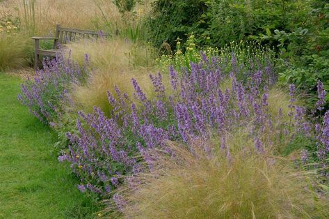 Catmint (Nepeta) Plants: Care and Growing Guide Large Backyard Ideas, Part Shade Perennials, Texas Landscaping, Large Backyard Landscaping, Landscape Curbing, Privacy Landscaping, Mint Plants, California Garden, Shade Perennials