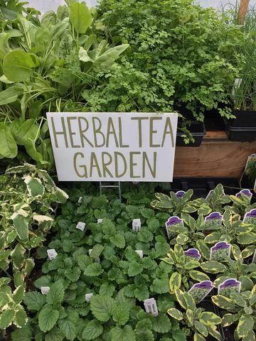 Herbal Tea Garden, Herbs To Grow, Funny Vine, Benefits Of Gardening, Healing Garden, Herb Tea, Olive Garden, Tea Garden, Healing Herbs