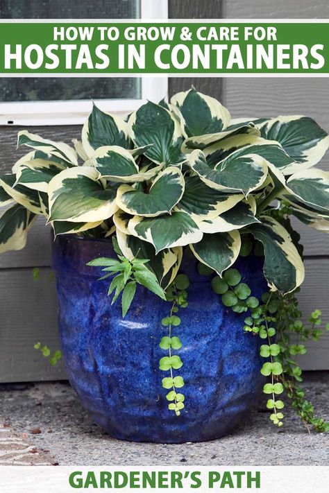 Hostas In Containers, Hostas In Pots, Hosta Care, Hosta Gardens, Flower Pots Outdoor, Indoor Plant Care, Low Light Plants, Home Landscaping, Container Flowers