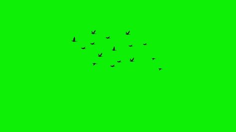 Bird Green Screen, Green Screen Animation, Bird Flying, Flock Of Birds, Tree Saw, Heart Tree, Cityscape Photos, Logo Banners, Nature Backgrounds