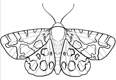 Moth Template Free Printable, Moth Template, Insect Outline, Moth Coloring Page, Moth Line Art, Moth Drawings, Moth Outline, Moth Clipart, Cicada Tattoo