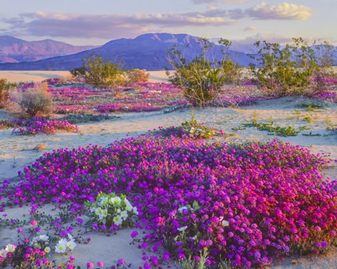 Anza Borrego. This park hasn't experienced a bloom so prolific since at least 1999 according to park officials. Anza Borrego State Park, California Wildflowers, Super Bloom, Painting References, West Coast Road Trip, Spring Wildflowers, Desert Life, Desert Flowers, California Desert