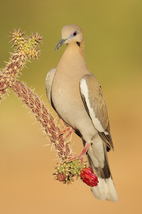 Pigeon Breeds, Albino Animals, Amazing Birds, Dove Bird, Kinds Of Birds, All Birds, Exotic Birds, Pretty Birds, Colorful Birds