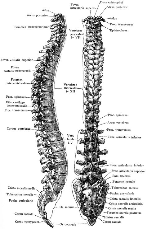 Lateral and Posterior View of the Vertebral Column Vertebral Column Drawing, Spine Drawing, Thoracic Cage, Vertebral Column, Spinal Column, Bone Books, Architecture Concept, Architecture Concept Drawings, Drawing Studies