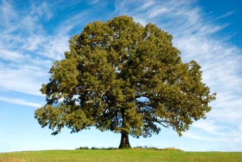 16 Amazing Stories About Trees | Mental Floss About Trees, Sacred Groves, Old Oak Tree, Divine Nature, Arbour Day, Surrealism Photography, Unique Trees, Photo Tree, Growing Tree