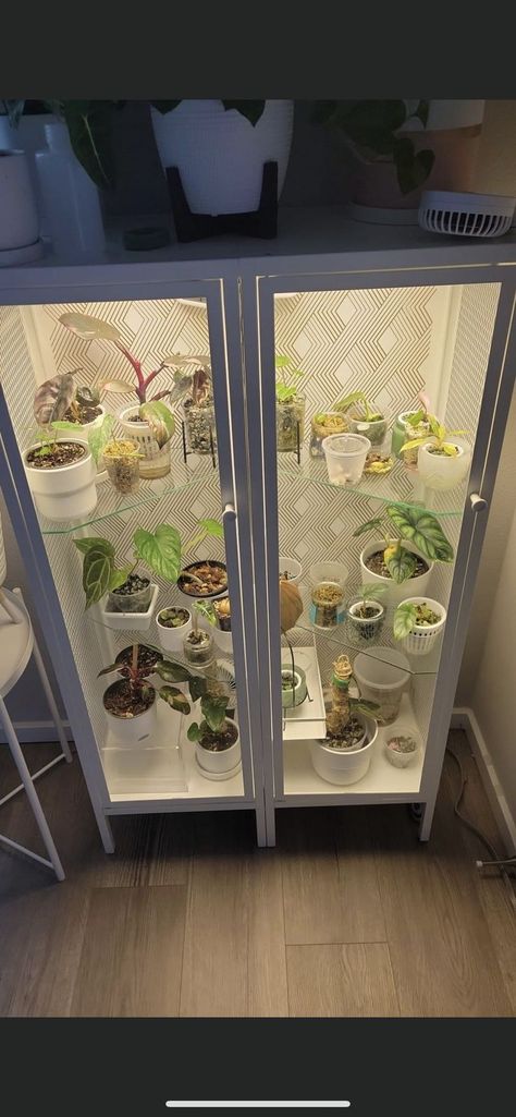 Baggebo Greenhouse, Indoor Greenhouse Cabinet Plant, Ikea Milsbo Greenhouse, Ikea Baggebo Greenhouse, Ikea Glass Plant Cabinet, Ikea Milsbo Wide Greenhouse, Pretty Plants, Foliage Plants, Horticulture