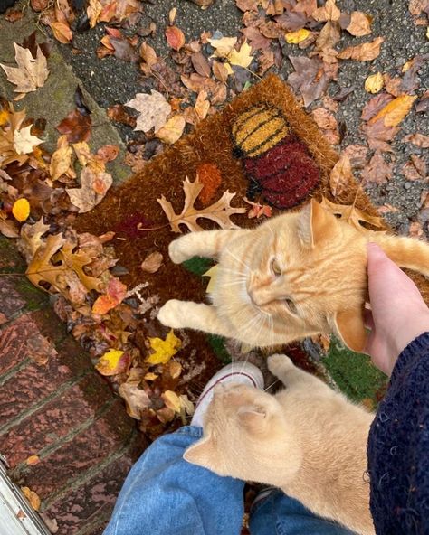 Folk Fall Aesthetic, Fall Tumblr Aesthetic, Fall Cat Aesthetic, Fall Aesthetic Pics, Fall Aethestic, Fall Aesthetic Home, Cute Fall Aesthetic, Fall Core, Fall Szn