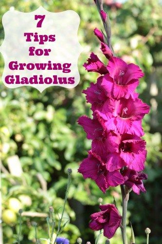 Grow in a pot 7 Tips for Growing Gladiolus                                                                                                                                                      More Growing Gladiolus, Gladiolus Bulbs, Tattoo Plant, Gladiolus Flower, Gladioli, Garden Wallpaper, Garden Bulbs, Cut Flower Garden, Beautiful Flowers Garden