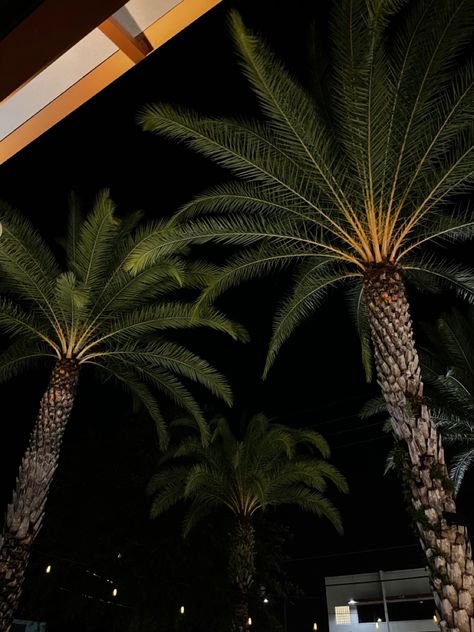 #dark #darkaesthetics #darkphotography #lowexposure #palmtrees #palmtreetattoo #darkacademia #florida #night #nightlife #nightsky #aesthetic Clean Dark Aesthetic, Palms Aesthetic, Palm Trees Aesthetic, Palm Tree Aesthetic, Florida Night, Scorpio Szn, La Aesthetic, Florida Aesthetic, Lifestyle Aesthetic