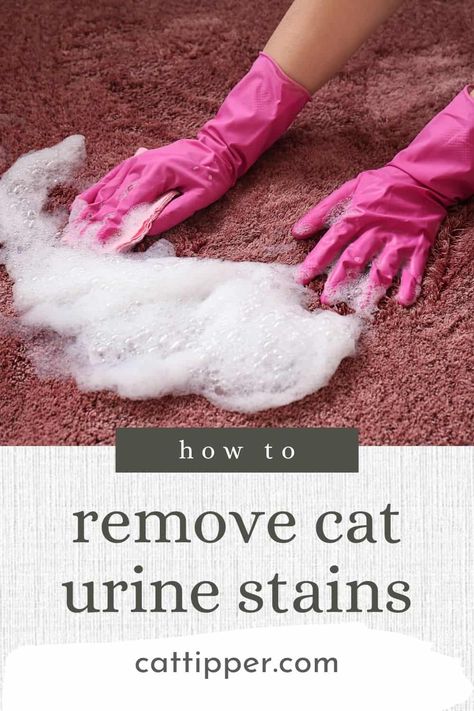 How to Remove Cat Urine Stains - CatTipper Remove Cat Urine From Carpet, Cat Urine Out Of Carpet, Cleaning Cat Urine, Cat Pee Smell Removal, Remove Cat Urine Smell, Cat Urine Remover, Cat Pee Smell, Pee Stains, Cat Urine Smells