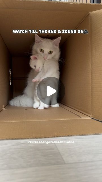 Animal Rescue Video, Cute Cats And Kittens Videos, Cute Cat Things, Cats And Kittens Videos, Himalayan Cat Kitten, Diy Cat Stuff, Cute Kitten Videos, Baby Kitten Videos, Toyger Kitten