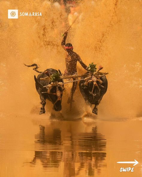 The Extreme Kambala Festival of Karnataka: Racing Through Tradition Kambala, an ancient festival in Karnataka, is a thrilling buffalo race that dates back over 800 years. Initially, Kambala was a way to honor the gods and seek blessings for a good harvest. Buffaloes, decorated and yoked in pairs, race across muddy fields in a spectacle of strength and speed. Historically tied to the agricultural communities, Kambala has evolved into a competitive event, where farmers and their buffaloes pus... Kambala Race, Karnataka Culture, Mangalore, Viral Post, The Festival, Animal Welfare, The Animals, Storytelling, Buffalo