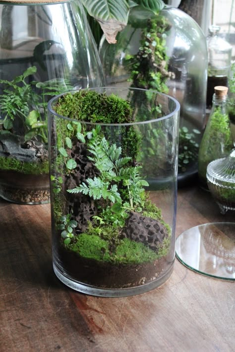 Mold In Terrarium, Orchid Terrarium Diy How To Make, Open Terrarium Ideas, Desk Terrarium, Desktop Terrarium, Diy Terrarium Ideas, Fern Terrarium, Mini Ecosystem, Best Terrarium Plants