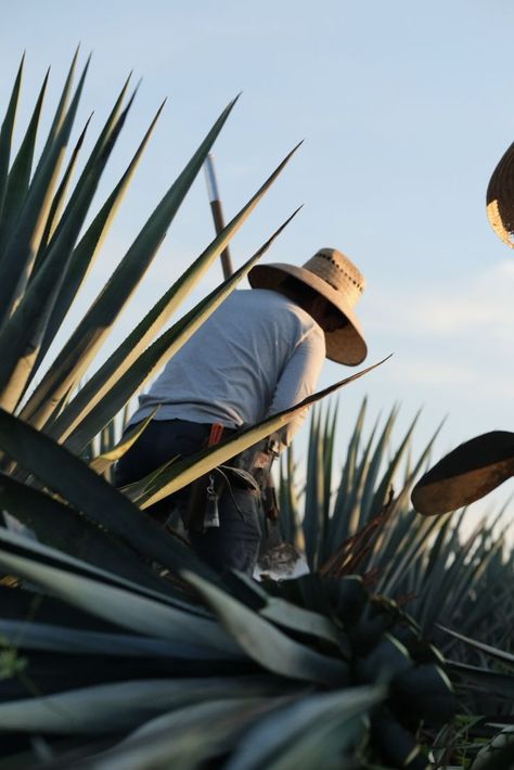 We wouldn't be here without them!

#insolito #insolitotequila #tequila #tequiladistillery #mexico #mazamitla #jimador Tequila Distillery, Baja California Mexico, Natural Spring Water, Distillation Process, Pot Still, Blue Agave, Aging Process, Adult Drinks, Family Farm