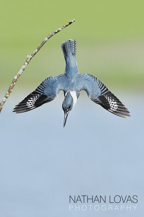 Bird Diving, Mechanical Bird, Belted Kingfisher, Bird Reference, Bird Identification, Bird Carving, Animal References, Flying Birds, Bird Wings