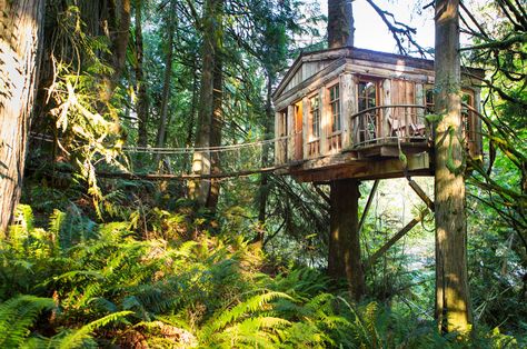 Treehouse Point, Washington Treehouse Point, Treehouse Hotel, Seattle Hotels, Fall City, Cool Tree Houses, Go Glamping, 100 Things To Do, Glamping Site, Hotel Building