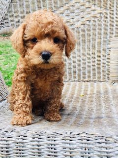 Growing Puppies - Virginia Schnoodle Breeder --Hypoallergenic Dogs: Gingers Puppies at 7 weeks - SOLD Ginger Puppy, Ginger Dogs, Dog Grave Ideas, Poodle Breeds, Dog Knowledge, Ginger Dog, Schnoodle Puppy, Dog Paw Balm, Dream Puppy