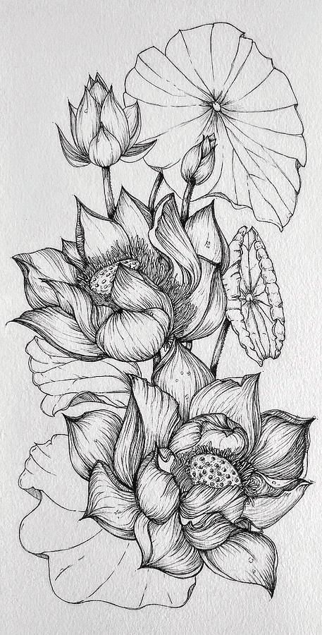 Flower Drawings With Color, Hur Man Ritar Blommor, Lotus Flower Drawing, Lotus Drawing, Beautiful Pencil Drawings, Line Art Flowers, Lotus Flower Art, Flowers Drawing, Flower Art Drawing