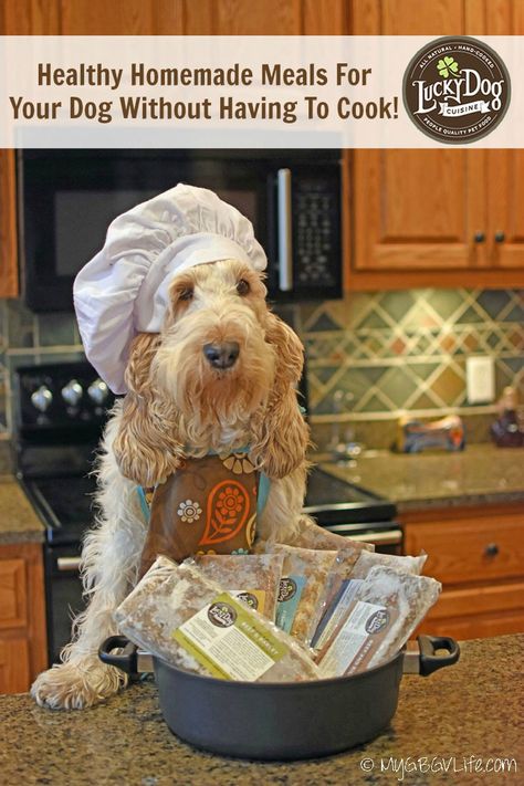 My GBGV Life | Give your dog the best food you can with healthy home cooked meals from @luckydogcuisine So easy, just warm, serve, and watch your dog enjoy! #sponsored Cooked Dog Food, Healthy Home Cooked Meals, Healthy Homemade Dog Food, Dog Sound, Home Cooked Dog Food, Toys For Dogs, Cooked Meal, Dog Foods, Dog Grooming Supplies