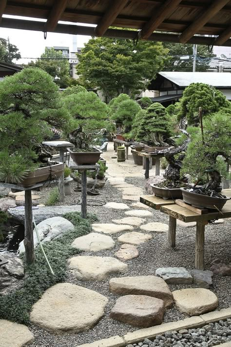 2 Bonsai Display Outdoor, Bonsai Garden Landscaping, Bonsai Garden Ideas, Bonsai Display, Ficus Bonsai, Bonsai Techniques, Mini Zen Garden, Zen Garden Design, Japanese Bonsai