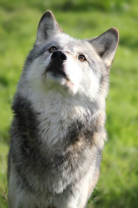 Wolf Face Reference, Wolf Looking Up, Dog Looking Up, Looking Up Portrait, Wolf Front View, Slay Drawing, Northwestern Wolf, Wolf Beautiful, Cute Wolves