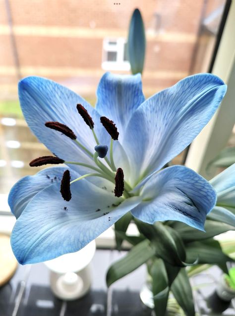 Lilium Flower, Blue Lilies, Lilly Flower, Stargazer Lily, Blue Lily, Lily Plants, Nothing But Flowers, Flower Therapy, Beautiful Bouquet Of Flowers