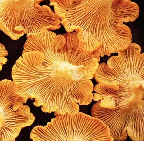 chanterelle mushrooms,  @bridgetownmushrooms. Smaugust 2023, Shroom Art, Mushroom Photos, Chanterelle Mushrooms, Mushroom Pictures, Plant Fungus, Edible Mushrooms, Make A Character, Forbidden Fruit